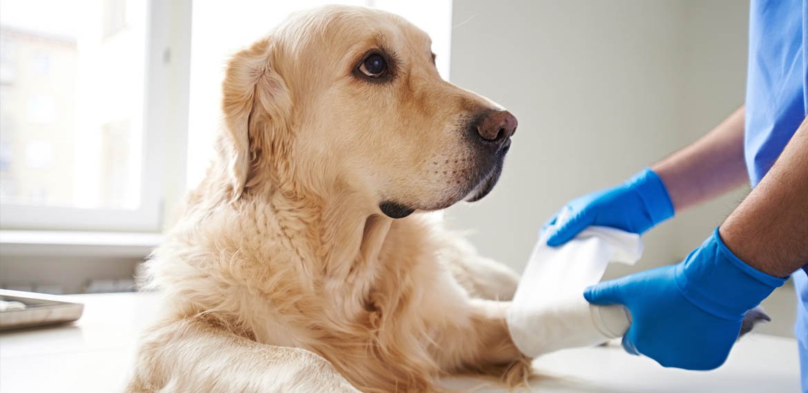 Puppy & Kitten Care 101: First 90 Days Checklist