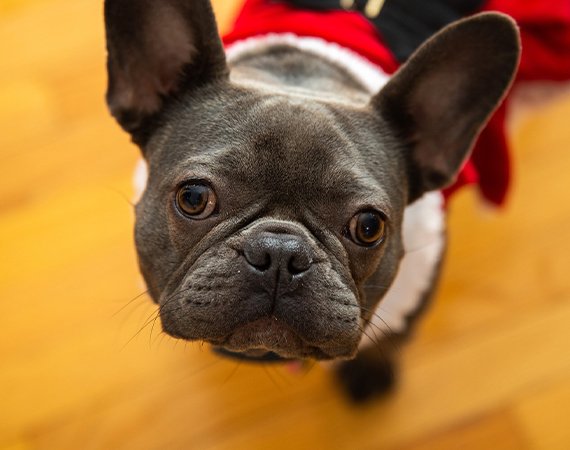 Common Pet Health Problems & How to Prevent Them