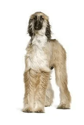 Afghan Hound