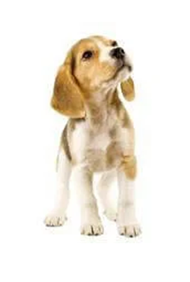 Beagle