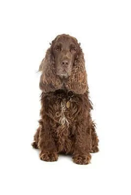 Cocker Spaniel