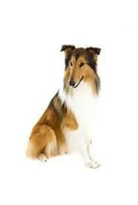 Collie