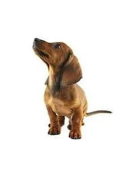 Dachshund