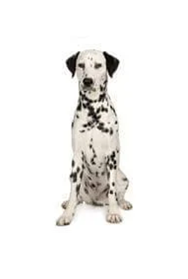 Dalmatian
