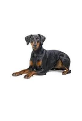 Dobermann