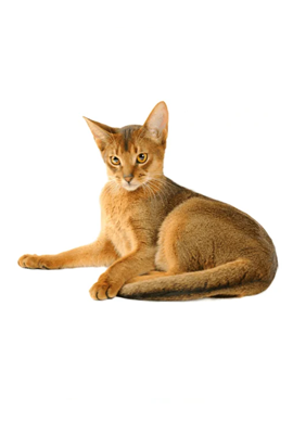 Abyssinian
