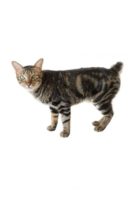 American Bobtail