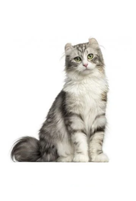 American Curl