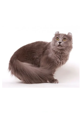 American Longhair
