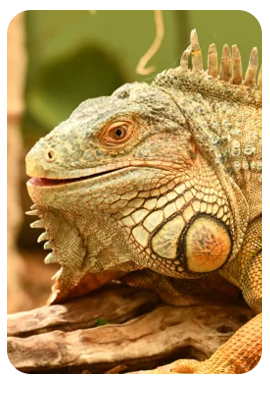 Iguana