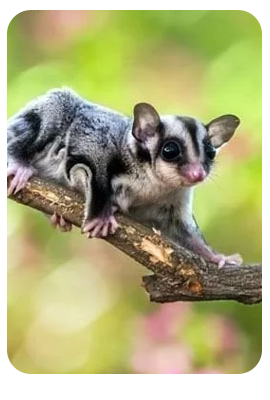 Sugar glider