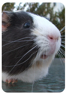 Guinea pig