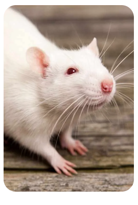 White rats