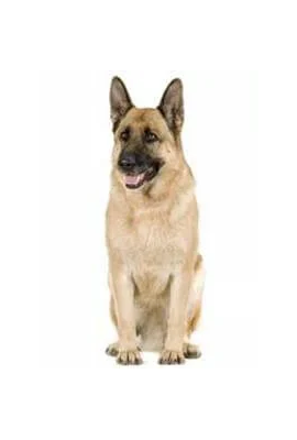 German Shepherd Dog