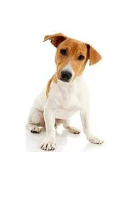 Jack Russell