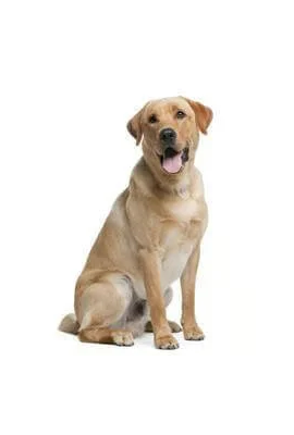 Labrador