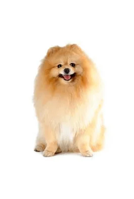 Pomeranian