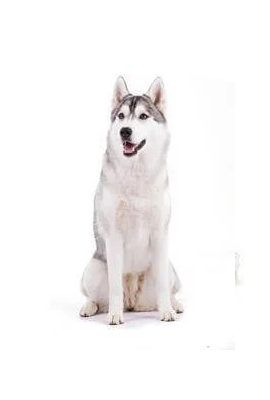 Siberian Husky