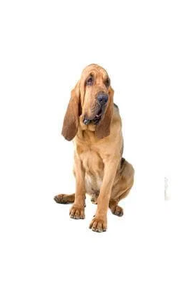 Bloodhound