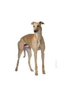 Greyhound