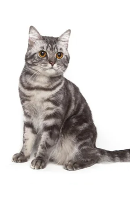 American Shorthair