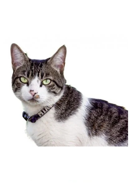 American Wirehair
